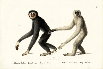 White-Handed Gibbon by Karl Joseph Brodtmann